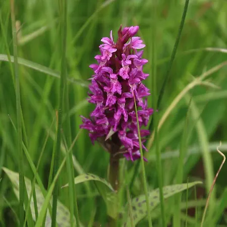 Storczykowe Wzgorze Vakantieboerderij *