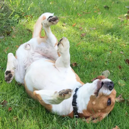 Storczykowe Wzgorze Paszowice