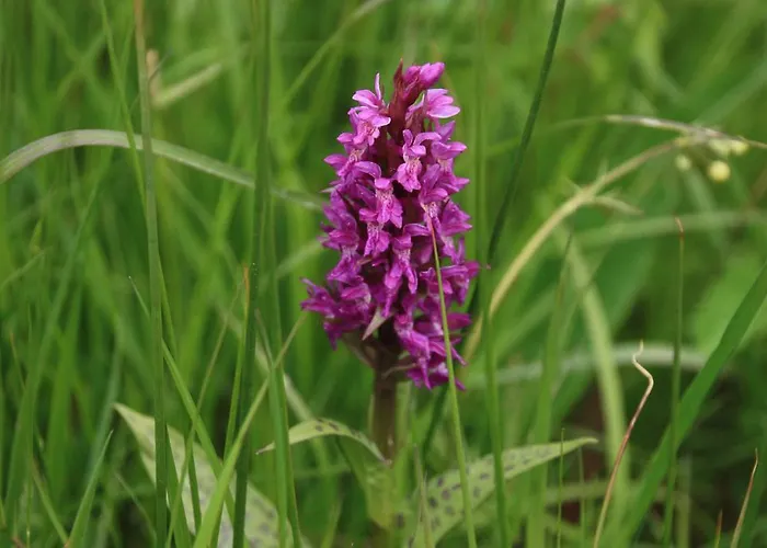 Storczykowe Wzgorze مزرعة للإقامة *