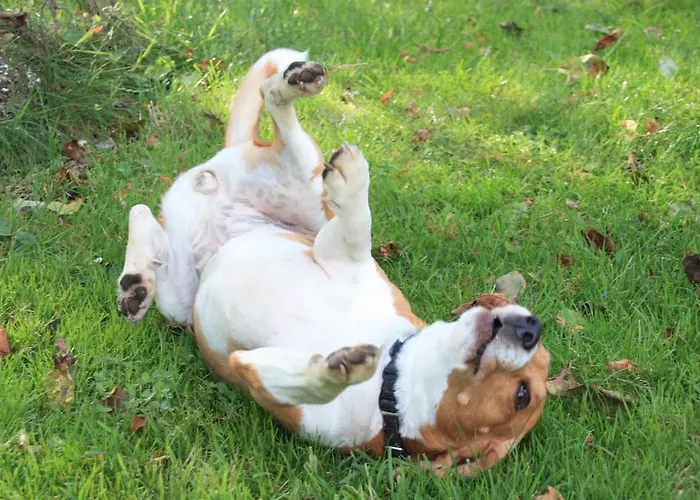 Storczykowe Wzgorze Paszowice